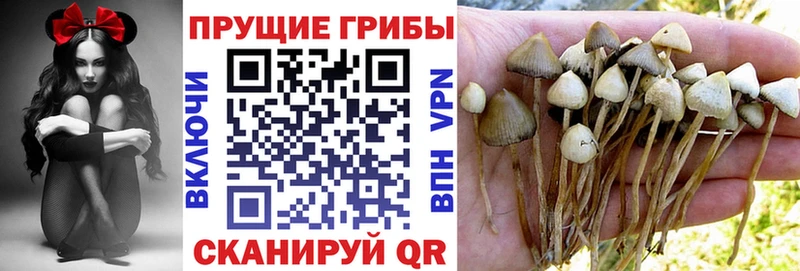 Псилоцибиновые грибы Psilocybe  Чёрмоз 
